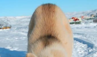 Are you wondering how to stop your dog from running away every time he gets a chance to bolt through the door? Well, keep reading for some invaluable tips on how to keep Fido from fleeing!