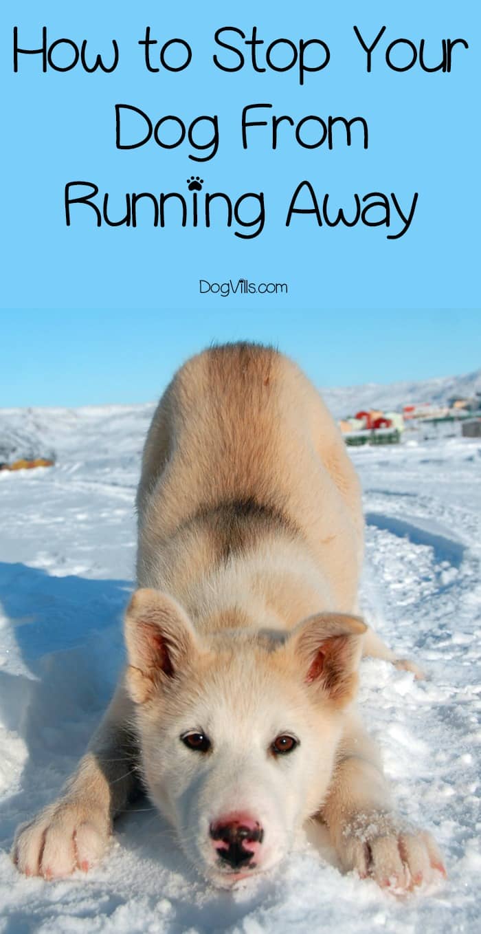 how to a to stop running away how to stop your from running away dogvills how to a to stop running away how to stop your from running away dogvills