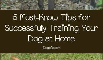 Thinking about training your dog at home? Check out 5 must-know tips for success and discover our favorite online dog training course!