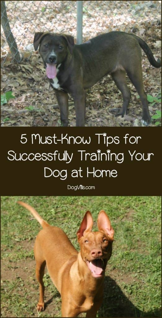 5 Must-know Tips For Successfully Training Your Dog At Home