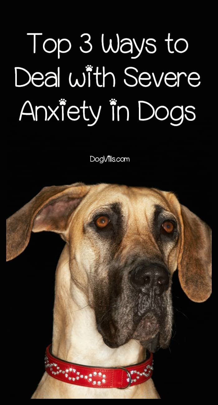 Top 3 Ways for Dealing with Severe Anxiety in Dogs