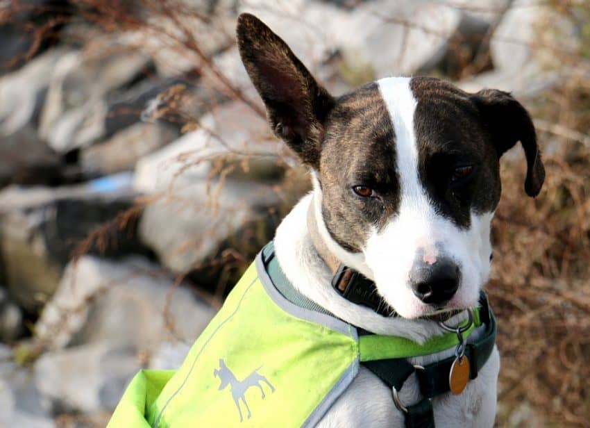 Need a service dog vest? Check out our handy guide to everything you need to know about finding one, measuring your dog, and buying the perfect vest!