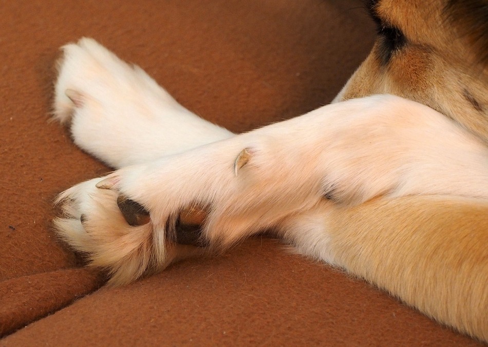 Dog paw problems are something to be vigilant about with our pooches. Check out 9 of the most common paw issues & how to treat them. 