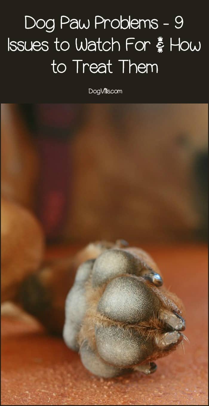 dog-paw-problems-9-issues-to-watch-for-how-to-treat-them