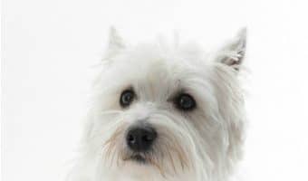If you hug your dog, will they understand it as a show of affection? Find out if pups understand that your hugs mean love!