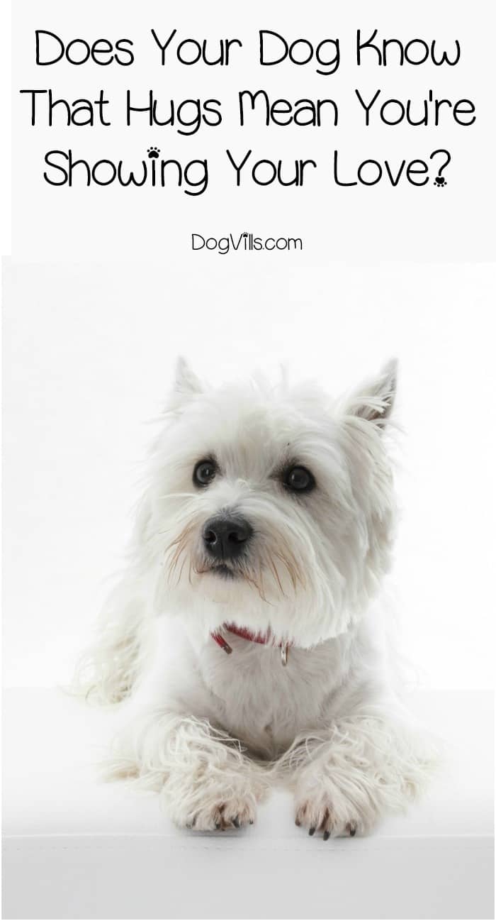 Does Your Dog Know That Hugs Mean Love? DogVills
