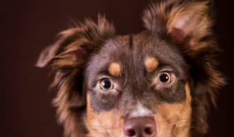 A dog's first heat cycle can occur anywhere from 4 months to 2 years, depending on their size. Here's what to know about a dog's first heat cycle.