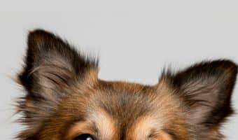 There are several don'ts when it comes to getting your dog's attention. The dont's of getting your dog's attention are just as important as the do's. Find out what they are!