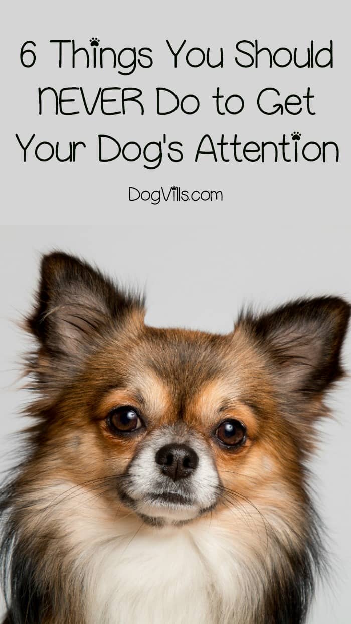 Getting Your Dog's Attention What NOT To Do When Fido Ignores You