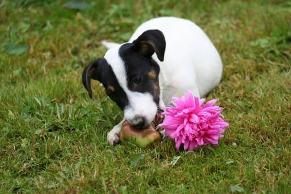 Wondering which human foods are actually healthy for your dog? Check out these 10 foods that you might not have thought of giving Fido!