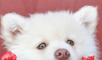 Stop play biting now before it becomes a problem later. If you want to stop puppy biting, these tips can help you nip the nipping in the bud.