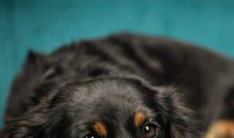Stop puppy crying at night with these 6 dog training tips to help him feel more comfortable when he's alone in his crate! Check them out now!