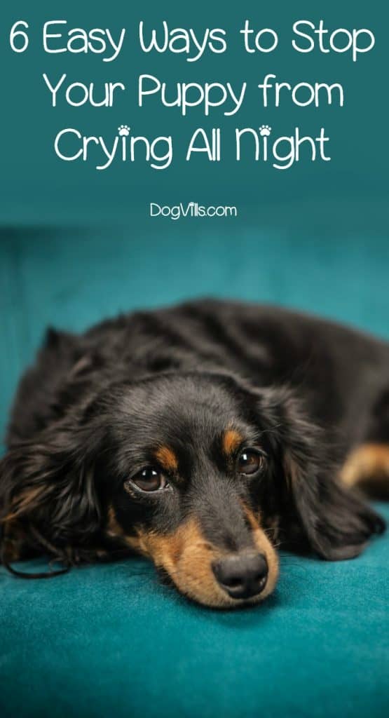 6 Easy Ways to Stop Your Puppy from Crying All Night
