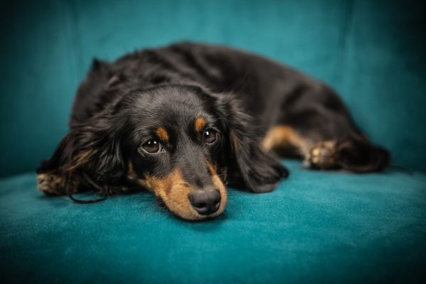 Unlike us pet parents, puppies seem to have an endless supply of energy! Need a break from your pup’s adorable antics? Check out these 6 surefire ways to tire out your puppy!