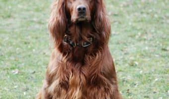 Check out our tips on what to look for in dog food kibble that promotes weight loss, plus our picks for the top 3 weight loss kibble choices.
