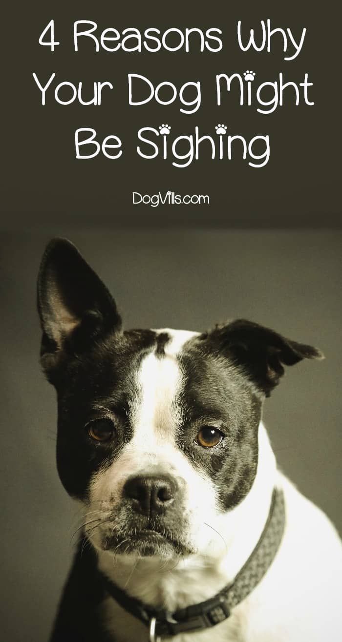 why do dogs why do dogs sigh dogvills why do dogs why do dogs sigh dogvills