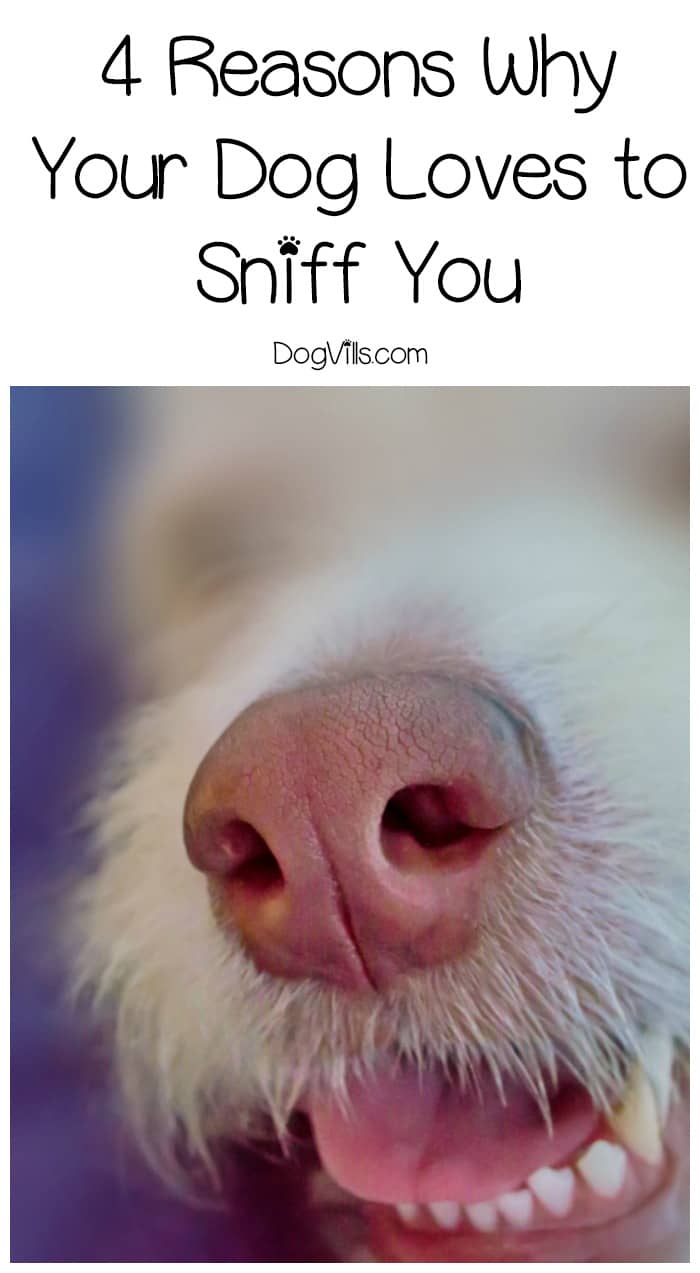 4 Reasons Why Your Dog Loves to Sniff You DogVills
