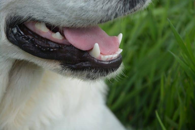 5 Tips to Improve Your Dog's Dental Health DogVills