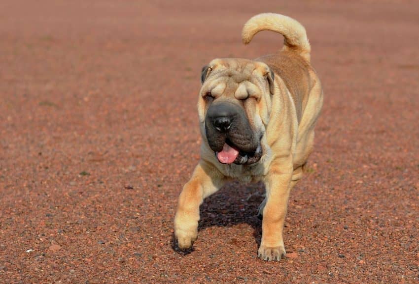 Shar Pei Pitbull Mix Everything You Need To Know Dogvills