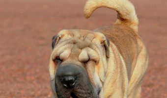 Looking for Ba-Shar dog breed facts? Check out everything you need to know- from appearance to health traits- about this designer mixed breed!