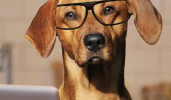 Can a dog determine a person's character on sight? Find out if there’s any truth to the old wives tale that says dogs know if a person is good or bad!