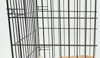 How do you deal with crate training while working a full-time job? It’s not as hard as you might think if you follow our tips! Check them out!