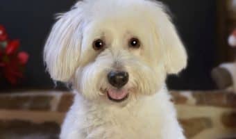 Having a rough day? If these 20 cute dog pictures don't turn your frown upside, I don't know what will! Check them out & brighten your day!