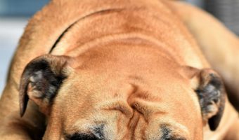 Why do dogs like to sleep with their heads hanging and dangling off the sofa and bed? Find out the secret behind this odd dog behavior!