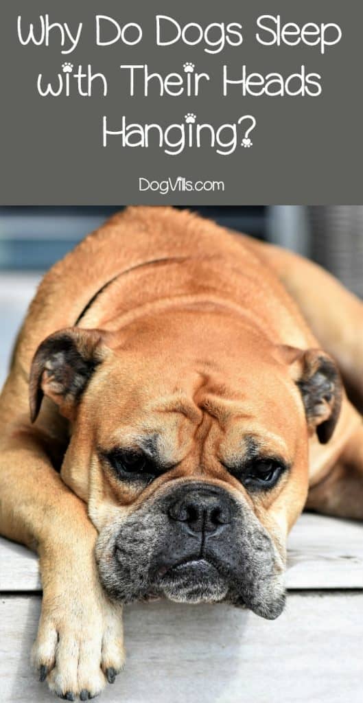 Why Do Dogs Like to Sleep with Their Heads Hanging? DogVills