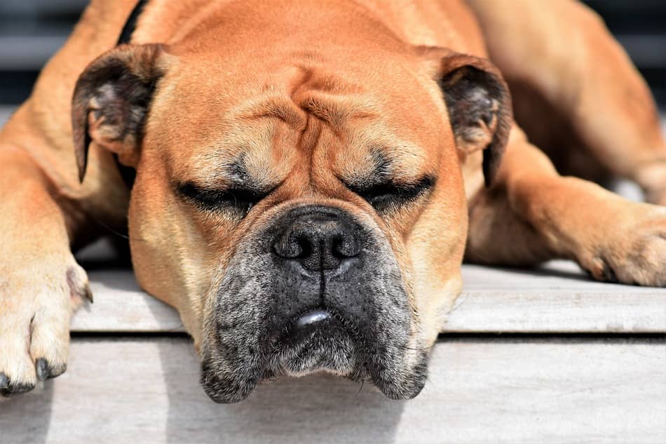 do dogs sleep why do dogs like to sleep with their heads hanging dogvills do dogs sleep why do dogs like to sleep with their heads hanging dogvills