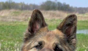 We'll help you nip dental disease in the bud by sharing with you a few tried and tested tips to improve your dog’s dental health. Let’s get started!