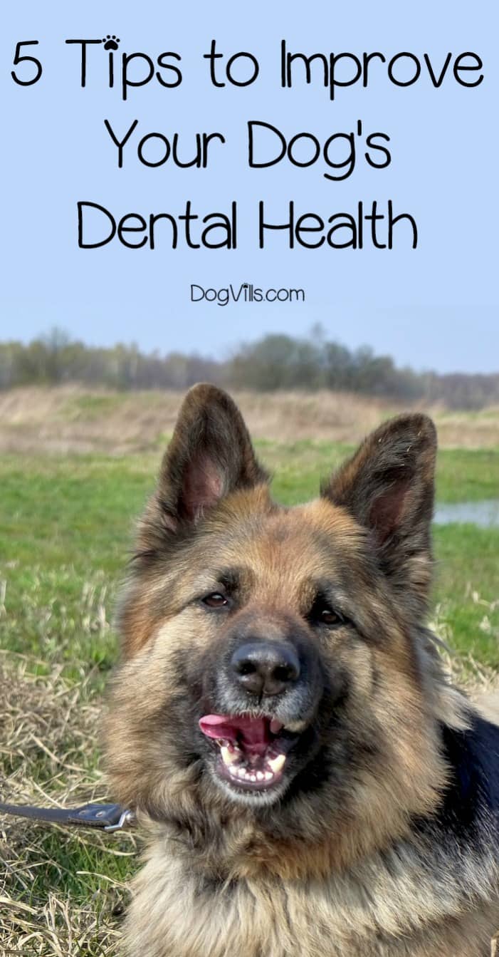 5 Tips to Improve Your Dog's Dental Health DogVills