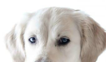 While many breeds are used as service dogs, Labradors are one of the most popular. Find out the top 5 reasons why Labradors make great service dogs!