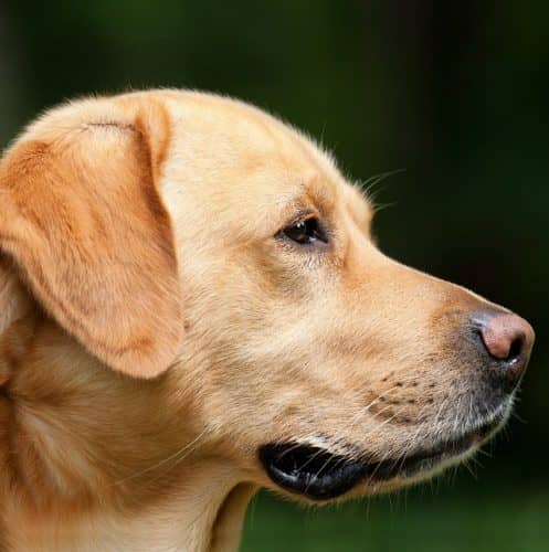 While many breeds are used as service dogs, Labradors are one of the most popular. Find out the top 5 reasons why Labradors make great service dogs!