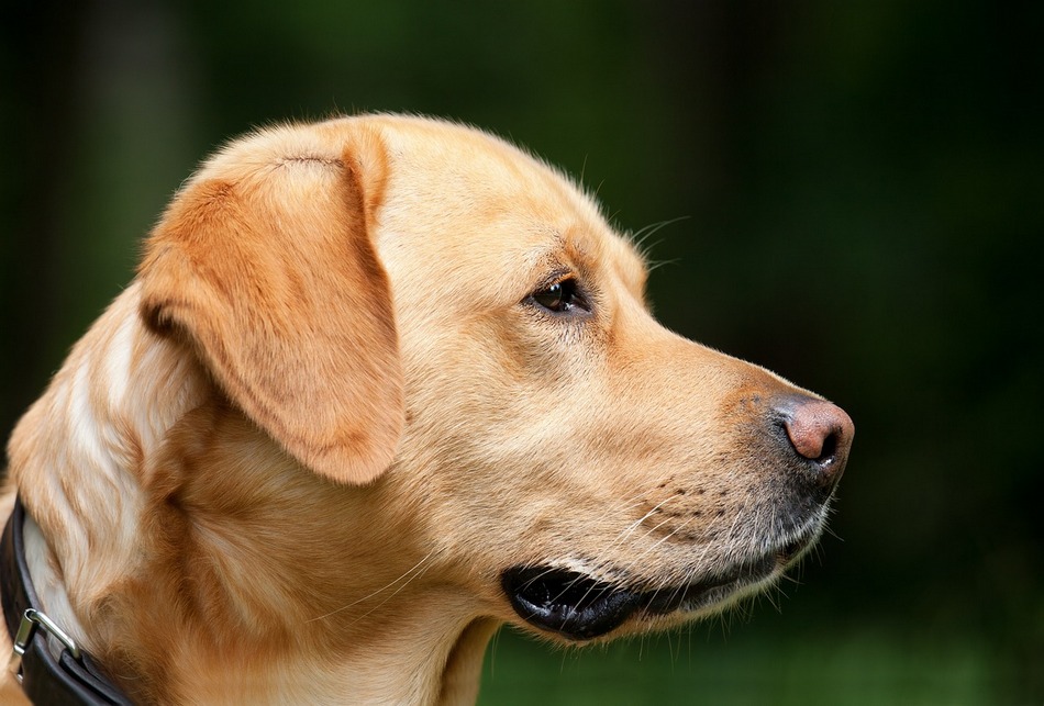 While many breeds are used as service dogs, Labradors are one of the most popular. Find out the top 5 reasons why Labradors make great service dogs!