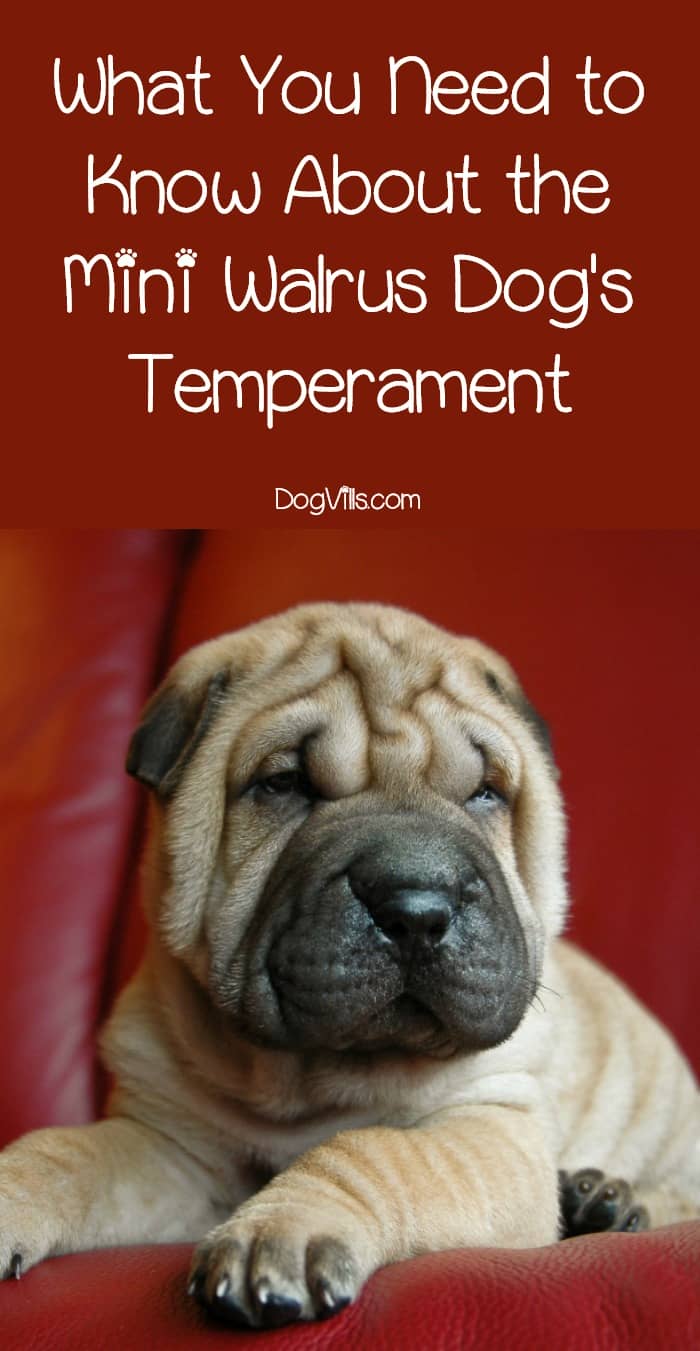 Mini Walrus Temperament What To Expect From This Dog Breed