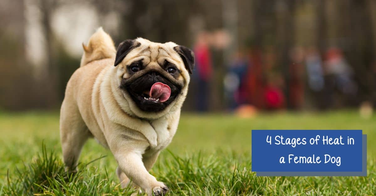 Your Dog's First Heat Cycle What to Expect & When to Worry DogVills