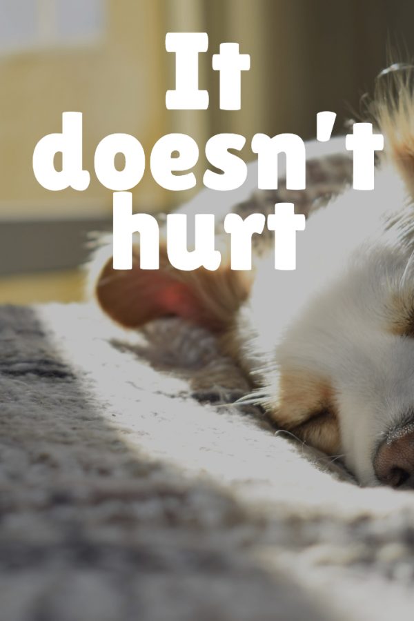 It doesn't hurt: Nothing will take away the heartache of losing a pet, but knowing these 5 things about euthanizing your dog can help ease both of your suffering just a little bit.