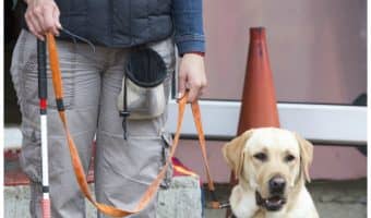 Think you know everything there is to know about service dogs? Think again! Check out these four important facts that may not have occurred to you!