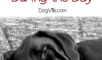 Leaving a puppy alone during the day requires a little planning, but it can be done. Check out our must-know tips to make it a success!