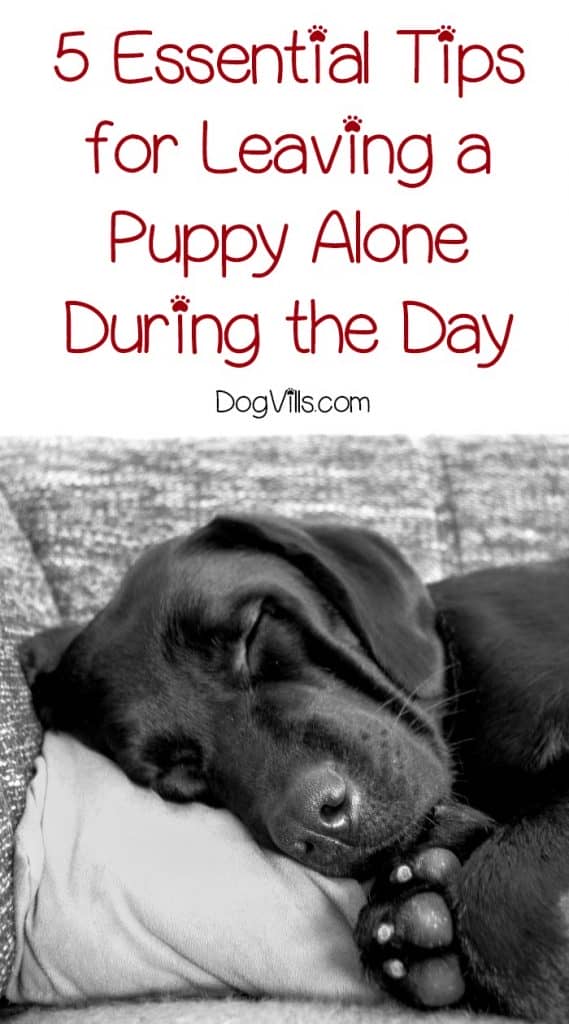 Leaving a Puppy Alone During the Day (5 Essential Tips) DogVills