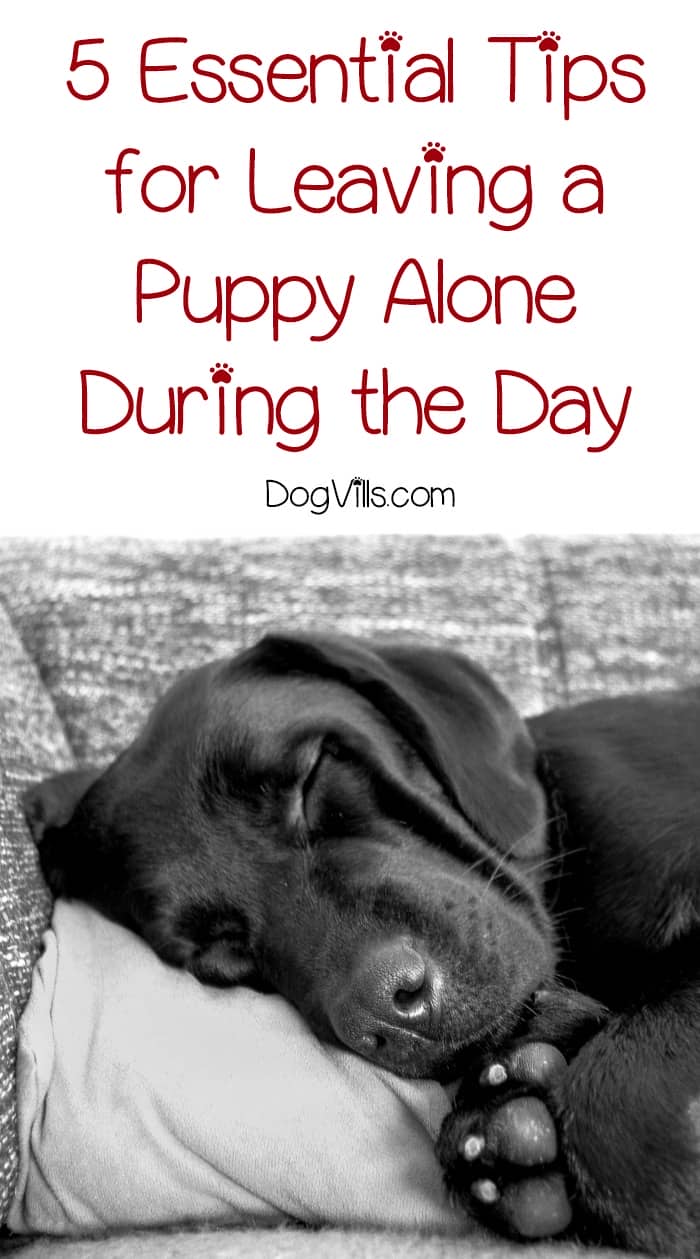 Leaving a Puppy Alone During the Day (5 Essential Tips