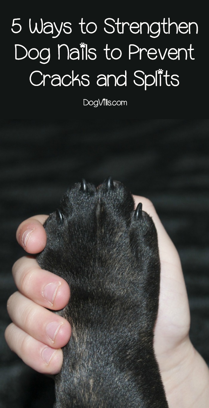 5 Ways to Strengthen Dog Nails to Prevent Cracks and Splits - DogVills