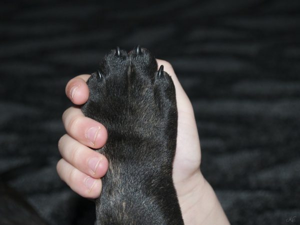 Want to prevent cracks and splits in your dog's claws?  Check out these five tips on how to strengthen dog nails!