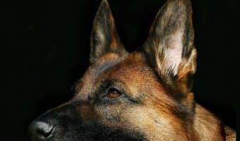 Want to know how to get a service dog for anxiety or depression? Keep reading for our comprehensive guide to everything you need to know about it!