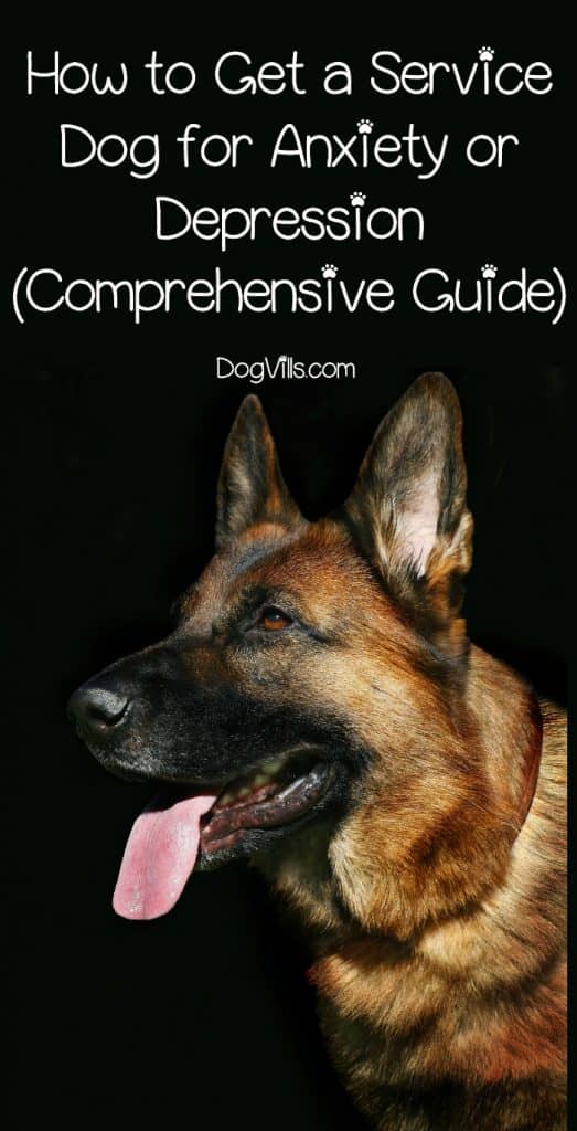 How To Get A Service Dog For Anxiety Comprehensive Guide 