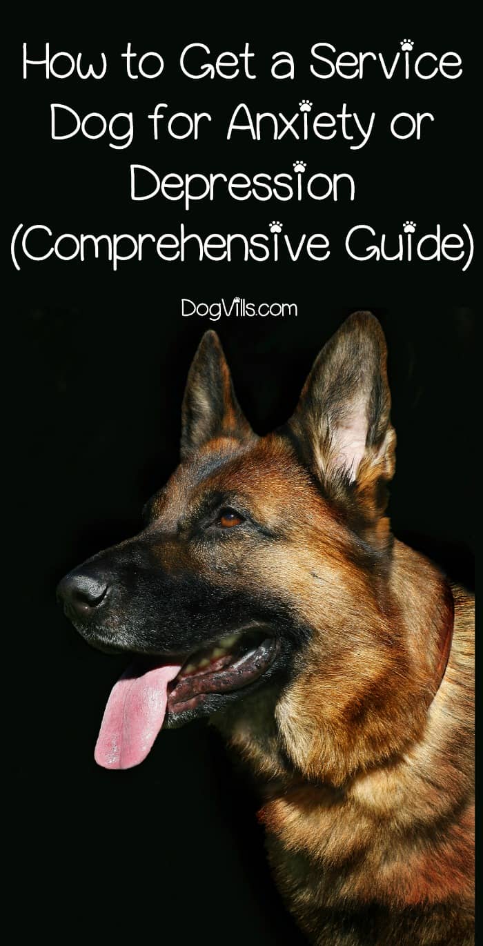 how-to-get-a-service-dog-for-anxiety-comprehensive-guide