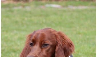 Pyometra in dogs is a deadly serious infection. It can and does kill when left untreated. Learn the symptoms and find out how to treat pyrometra in dogs!