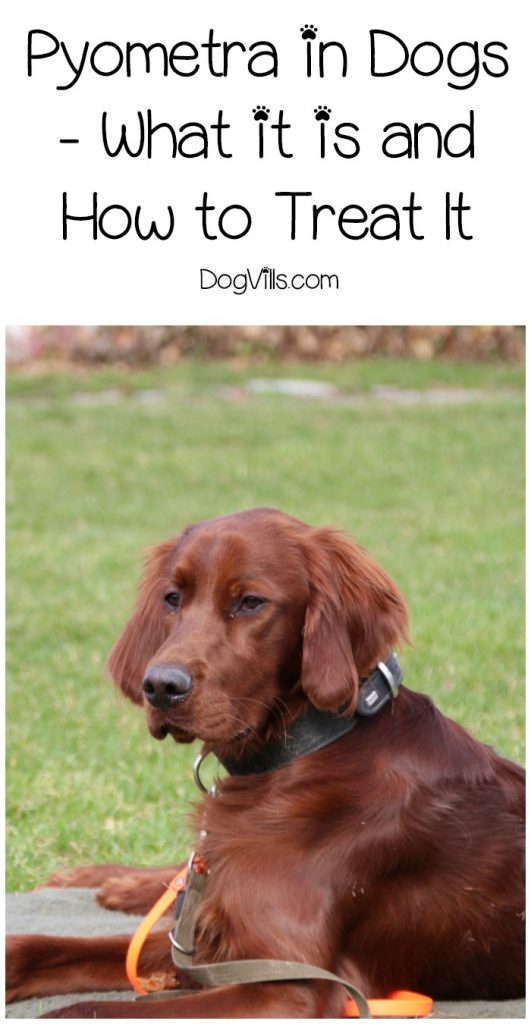 Look At This Document On Pet Dogs That Provides Lots Of Great Tips 1