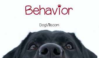 Why did your social butterfly pooch suddenly become a wallflower? Here are 9 possible reasons why your dog is demonstrating anti-social behavior & what to do about it!